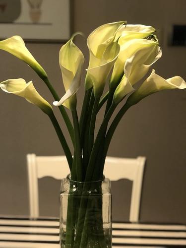 马蹄莲怎么浇水，马蹄莲怎么浇水施肥-第4张图片-优品飞百科