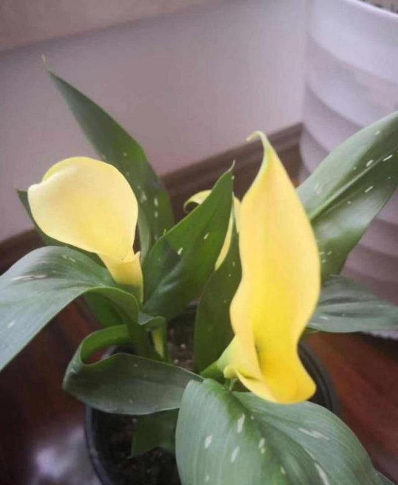 马蹄莲怎么浇水，马蹄莲怎么浇水施肥-第5张图片-优品飞百科