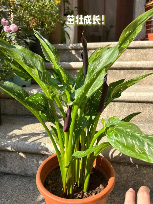 马蹄莲怎么浇水，马蹄莲怎么浇水施肥-第6张图片-优品飞百科