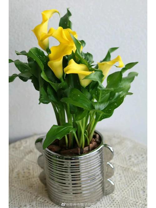 马蹄莲怎么浇水，马蹄莲怎么浇水施肥-第7张图片-优品飞百科