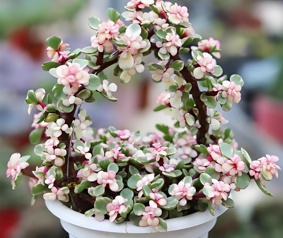 雅乐之舞种下要浇水吗，雅乐之舞移栽用不用浇透水？