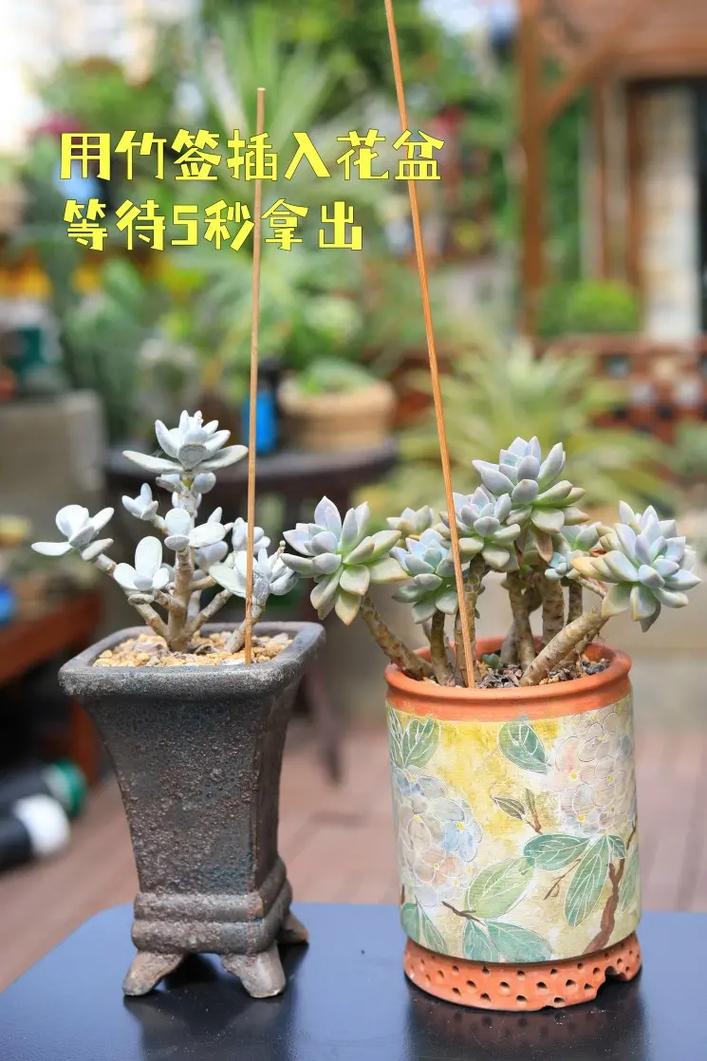 雅乐之舞种下要浇水吗，雅乐之舞移栽用不用浇透水？-第2张图片-优品飞百科