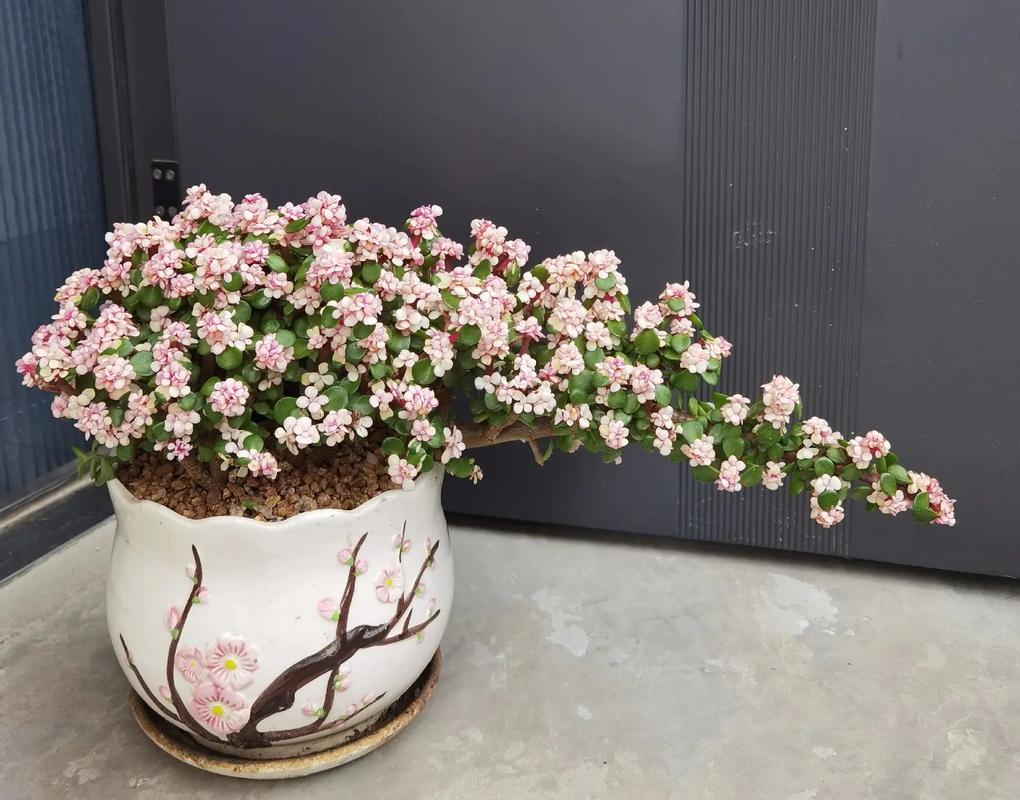 雅乐之舞种下要浇水吗，雅乐之舞移栽用不用浇透水？-第3张图片-优品飞百科