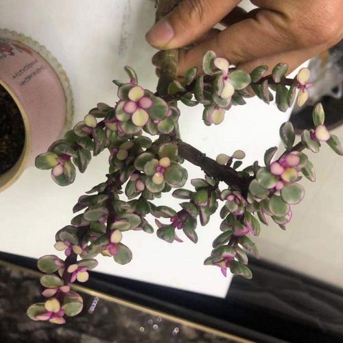 雅乐之舞种下要浇水吗，雅乐之舞移栽用不用浇透水？-第4张图片-优品飞百科