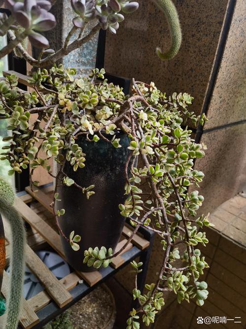 雅乐之舞种下要浇水吗，雅乐之舞移栽用不用浇透水？-第5张图片-优品飞百科