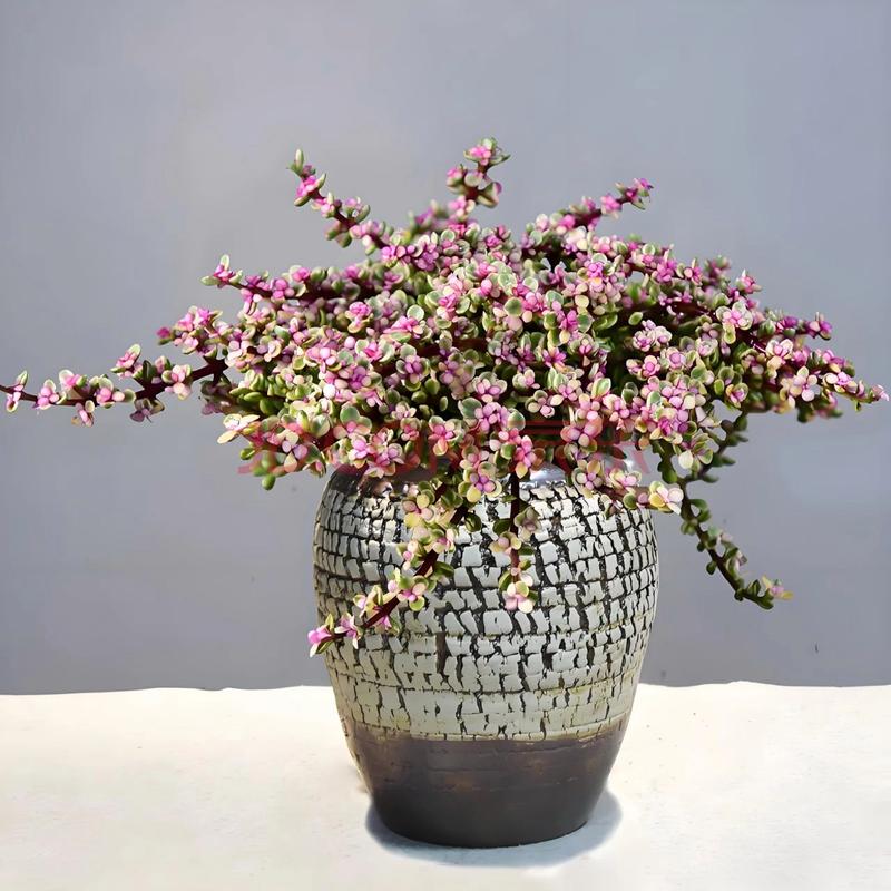 雅乐之舞种下要浇水吗，雅乐之舞移栽用不用浇透水？-第7张图片-优品飞百科