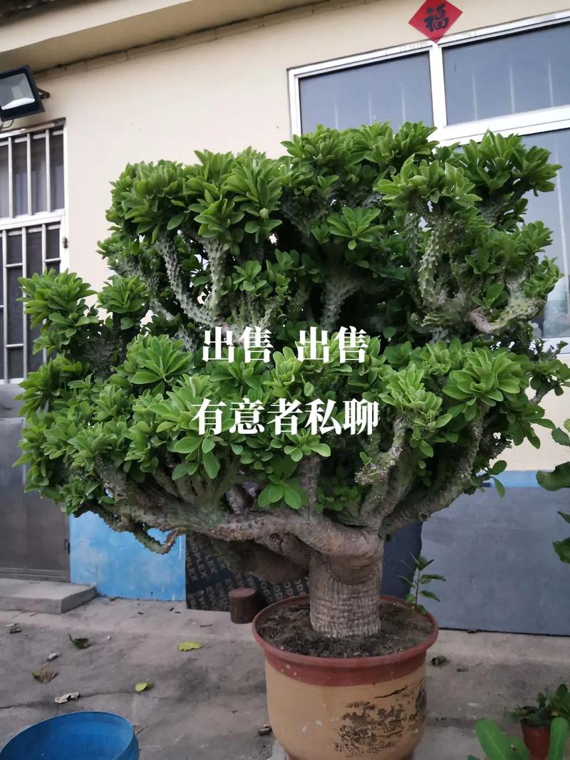 多肉植物玉麒麟怎么养，多肉植物玉麒麟的养护？
