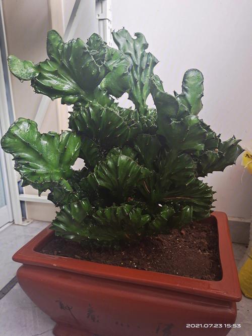 多肉植物玉麒麟怎么养，多肉植物玉麒麟的养护？-第3张图片-优品飞百科