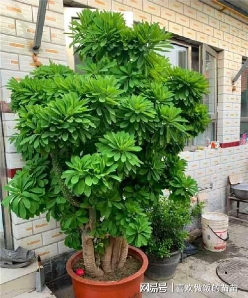 多肉植物玉麒麟怎么养，多肉植物玉麒麟的养护？-第4张图片-优品飞百科