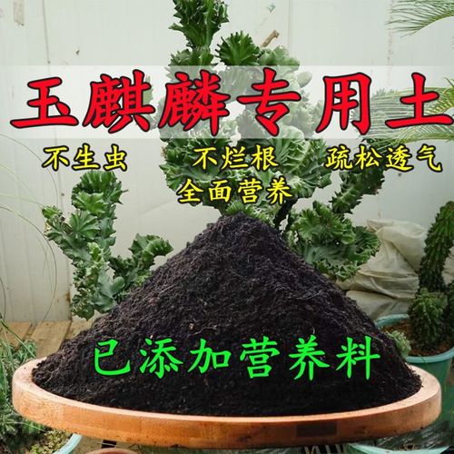 多肉植物玉麒麟怎么养，多肉植物玉麒麟的养护？-第5张图片-优品飞百科