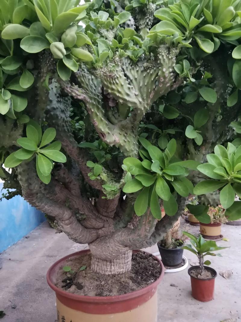 多肉植物玉麒麟怎么养，多肉植物玉麒麟的养护？-第6张图片-优品飞百科