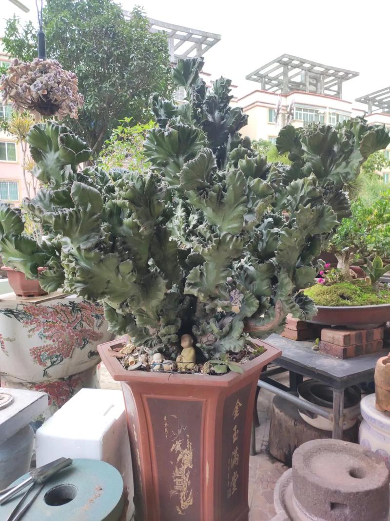 多肉植物玉麒麟怎么养，多肉植物玉麒麟的养护？-第7张图片-优品飞百科