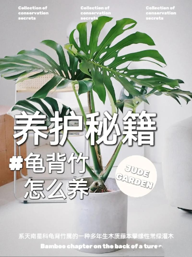 龟背竹的繁殖方法图解，龟背竹的寓意怎样繁殖？