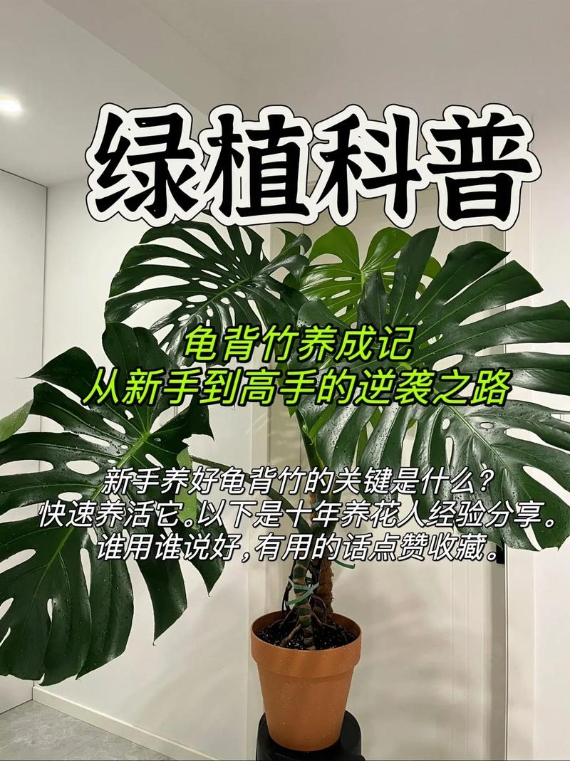 龟背竹的繁殖方法图解,龟背竹的寓意怎样繁殖?-第2张图片-优品飞百科 龟背竹的繁殖方法图解,龟背竹的寓意怎样繁殖?-第2张图片-优品飞百科