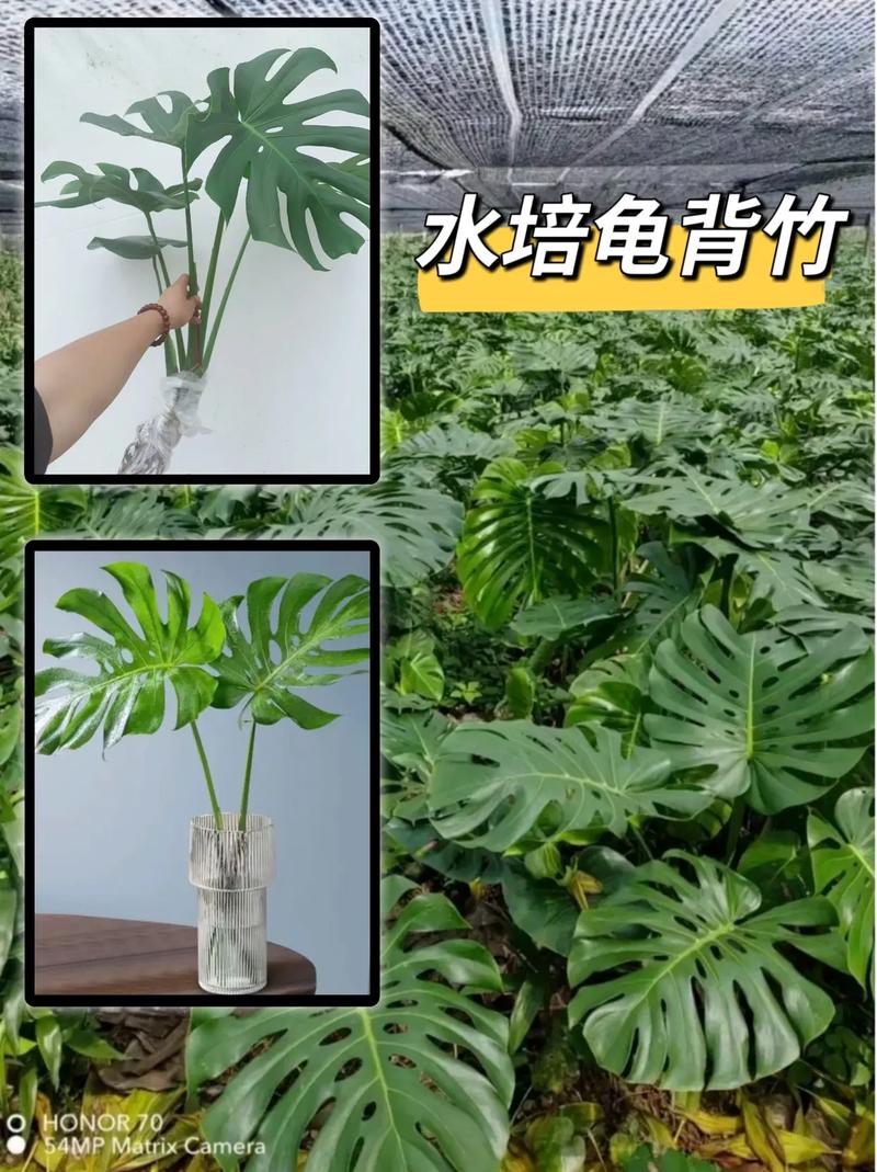 龟背竹的繁殖方法图解,龟背竹的寓意怎样繁殖?-第3张图片-优品飞百科 龟背竹的繁殖方法图解,龟背竹的寓意怎样繁殖?-第3张图片-优品飞百科