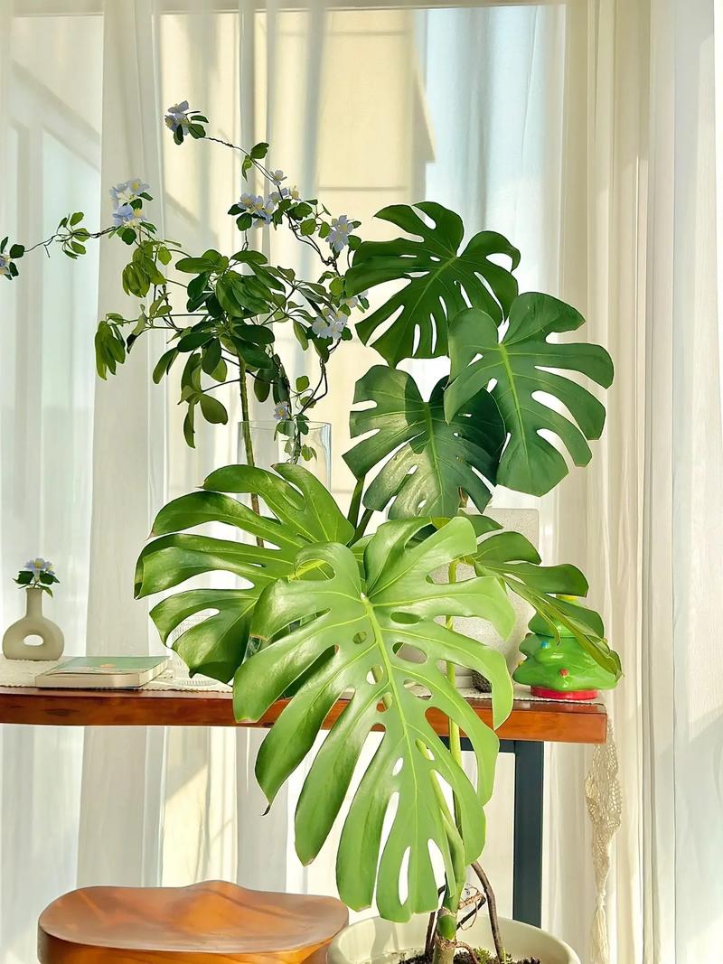 龟背竹的繁殖方法图解,龟背竹的寓意怎样繁殖?-第4张图片-优品飞百科 龟背竹的繁殖方法图解,龟背竹的寓意怎样繁殖?-第4张图片-优品飞百科