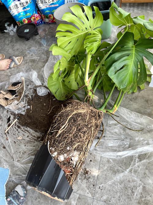 龟背竹的繁殖方法图解,龟背竹的寓意怎样繁殖?-第5张图片-优品飞百科 龟背竹的繁殖方法图解,龟背竹的寓意怎样繁殖?-第5张图片-优品飞百科