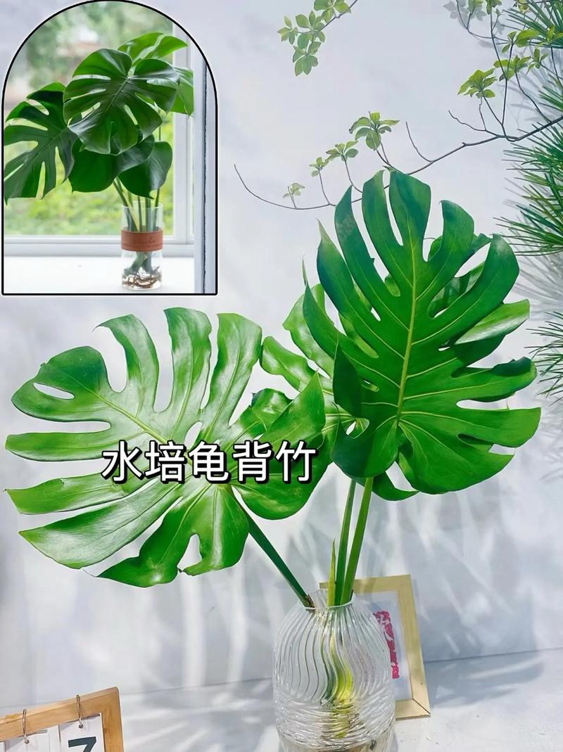 龟背竹的繁殖方法图解,龟背竹的寓意怎样繁殖?-第6张图片-优品飞百科 龟背竹的繁殖方法图解,龟背竹的寓意怎样繁殖?-第6张图片-优品飞百科