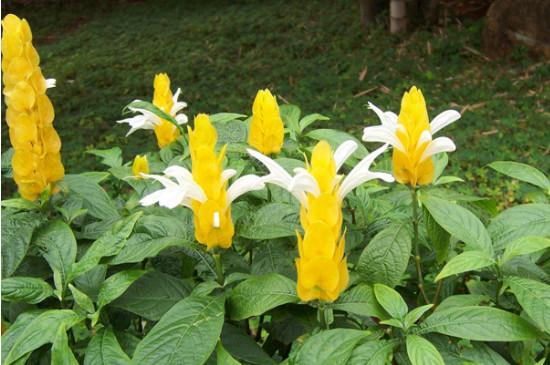 黄金塔花怎么养？黄金塔花又叫什么名字？-第2张图片-优品飞百科