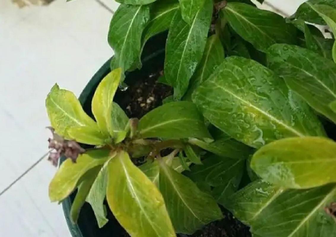 黄金塔花怎么养？黄金塔花又叫什么名字？-第3张图片-优品飞百科