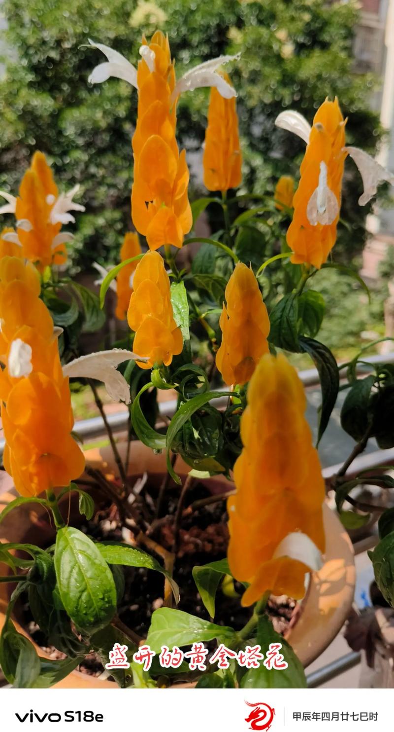 黄金塔花怎么养？黄金塔花又叫什么名字？-第4张图片-优品飞百科