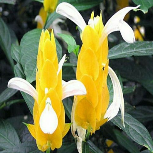 黄金塔花怎么养？黄金塔花又叫什么名字？-第5张图片-优品飞百科