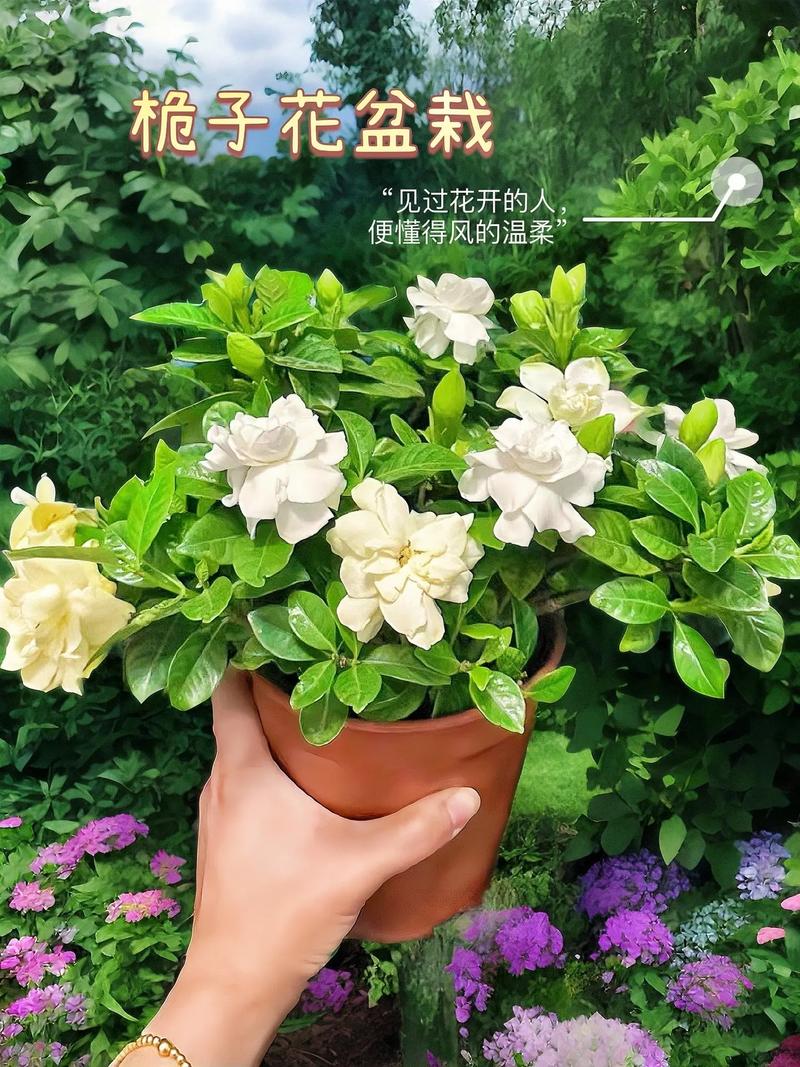怎么养好栀子花？怎么养好栀子花北方？-第3张图片-优品飞百科
