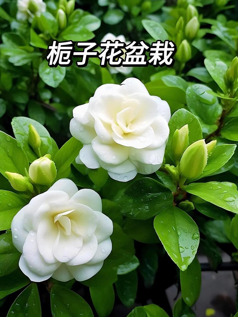 怎么养好栀子花？怎么养好栀子花北方？-第4张图片-优品飞百科