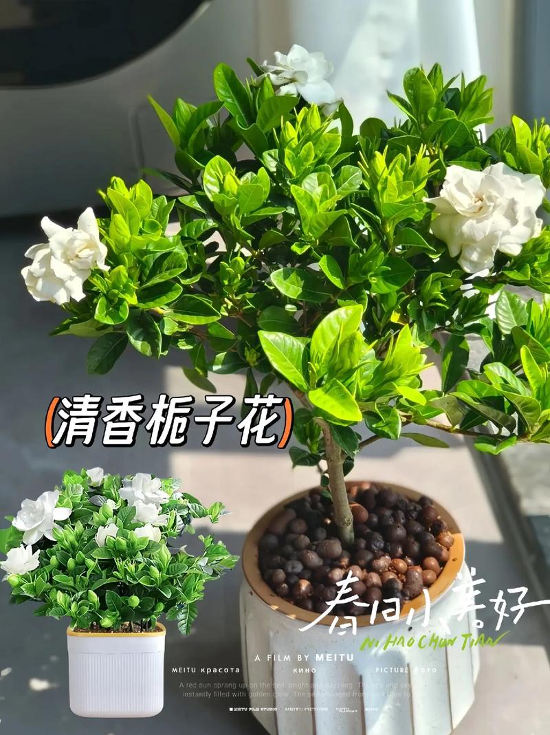 怎么养好栀子花？怎么养好栀子花北方？-第5张图片-优品飞百科