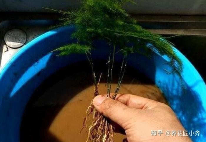 怎么养好栀子花？怎么养好栀子花北方？-第6张图片-优品飞百科