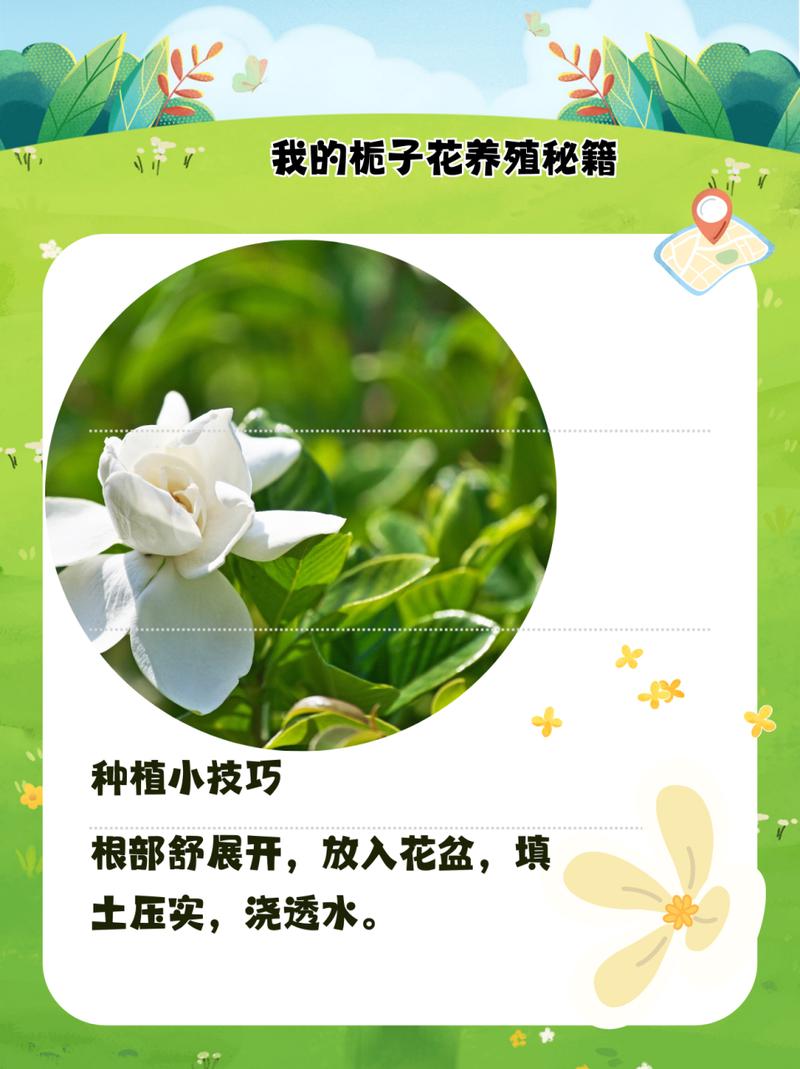 怎么养好栀子花？怎么养好栀子花北方？-第7张图片-优品飞百科