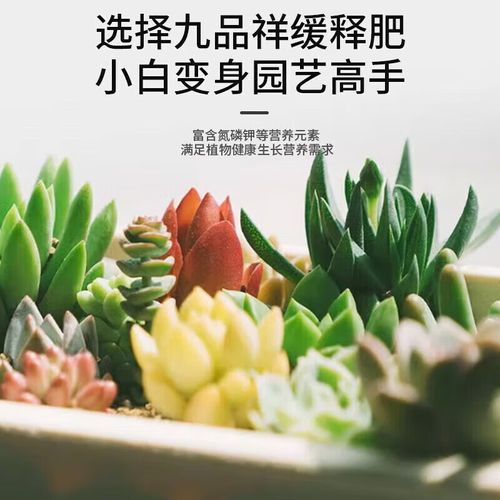 薰衣草什么时候施肥？薰衣草什么时候换盆？