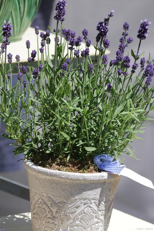 薰衣草什么时候施肥？薰衣草什么时候换盆？-第3张图片-优品飞百科