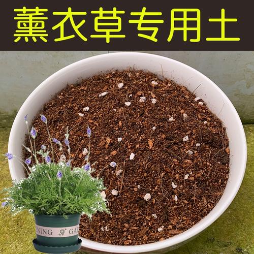 薰衣草什么时候施肥？薰衣草什么时候换盆？-第4张图片-优品飞百科