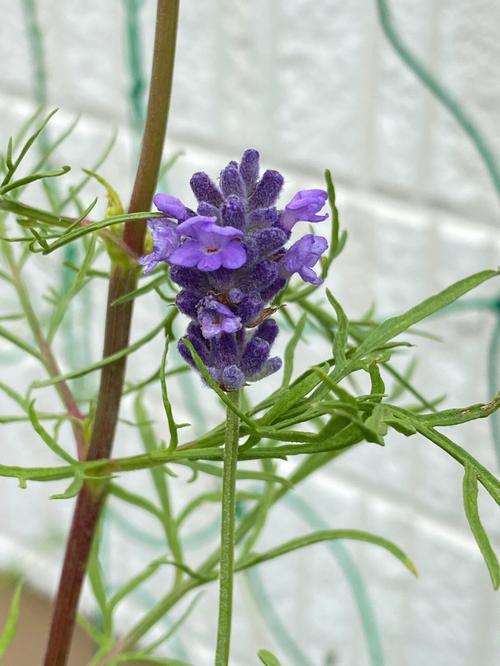 薰衣草什么时候施肥？薰衣草什么时候换盆？-第6张图片-优品飞百科