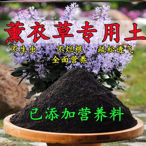 薰衣草什么时候施肥？薰衣草什么时候换盆？-第7张图片-优品飞百科