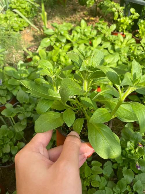 矮牵牛怎么打顶，矮牵牛怎么打顶也不长大