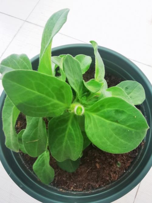 矮牵牛怎么打顶,矮牵牛怎么打顶也不长大-第2张图片-优品飞百科 矮牵牛怎么打顶,矮牵牛怎么打顶也不长大-第2张图片-优品飞百科