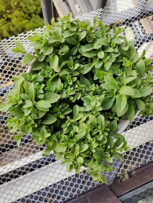 矮牵牛怎么打顶,矮牵牛怎么打顶也不长大-第3张图片-优品飞百科 矮牵牛怎么打顶,矮牵牛怎么打顶也不长大-第3张图片-优品飞百科