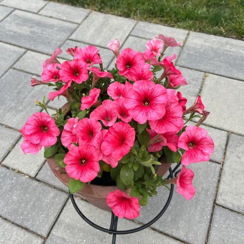 矮牵牛怎么打顶,矮牵牛怎么打顶也不长大-第4张图片-优品飞百科 矮牵牛怎么打顶,矮牵牛怎么打顶也不长大-第4张图片-优品飞百科