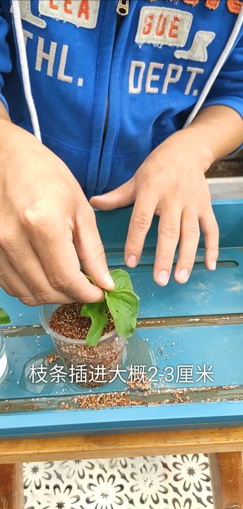 矮牵牛怎么打顶,矮牵牛怎么打顶也不长大-第6张图片-优品飞百科 矮牵牛怎么打顶,矮牵牛怎么打顶也不长大-第6张图片-优品飞百科