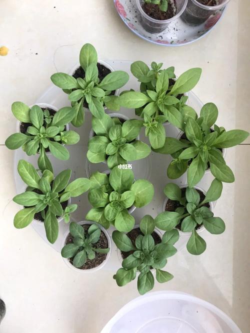 矮牵牛怎么打顶,矮牵牛怎么打顶也不长大-第5张图片-优品飞百科 矮牵牛怎么打顶,矮牵牛怎么打顶也不长大-第5张图片-优品飞百科