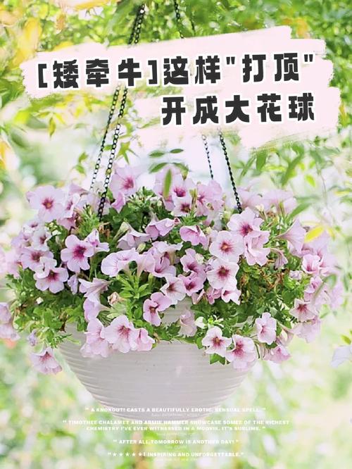 矮牵牛怎么打顶,矮牵牛怎么打顶也不长大-第7张图片-优品飞百科 矮牵牛怎么打顶,矮牵牛怎么打顶也不长大-第7张图片-优品飞百科