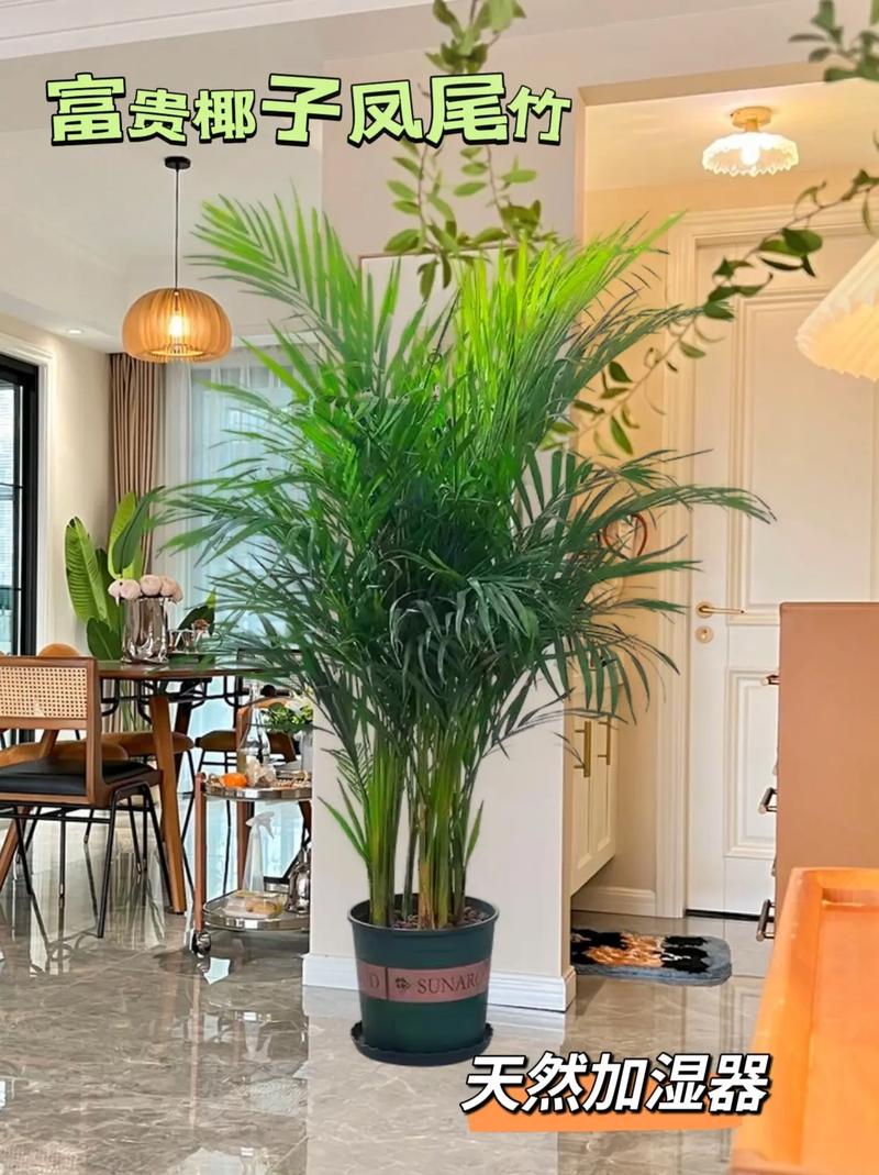 凤尾竹怎么繁殖，凤尾竹怎么繁殖视频？