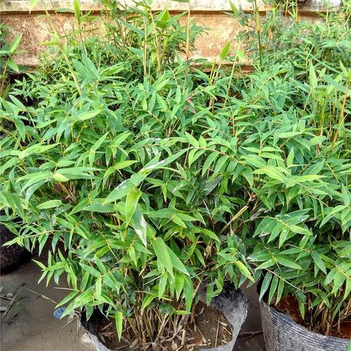 凤尾竹怎么繁殖，凤尾竹怎么繁殖视频？-第2张图片-优品飞百科