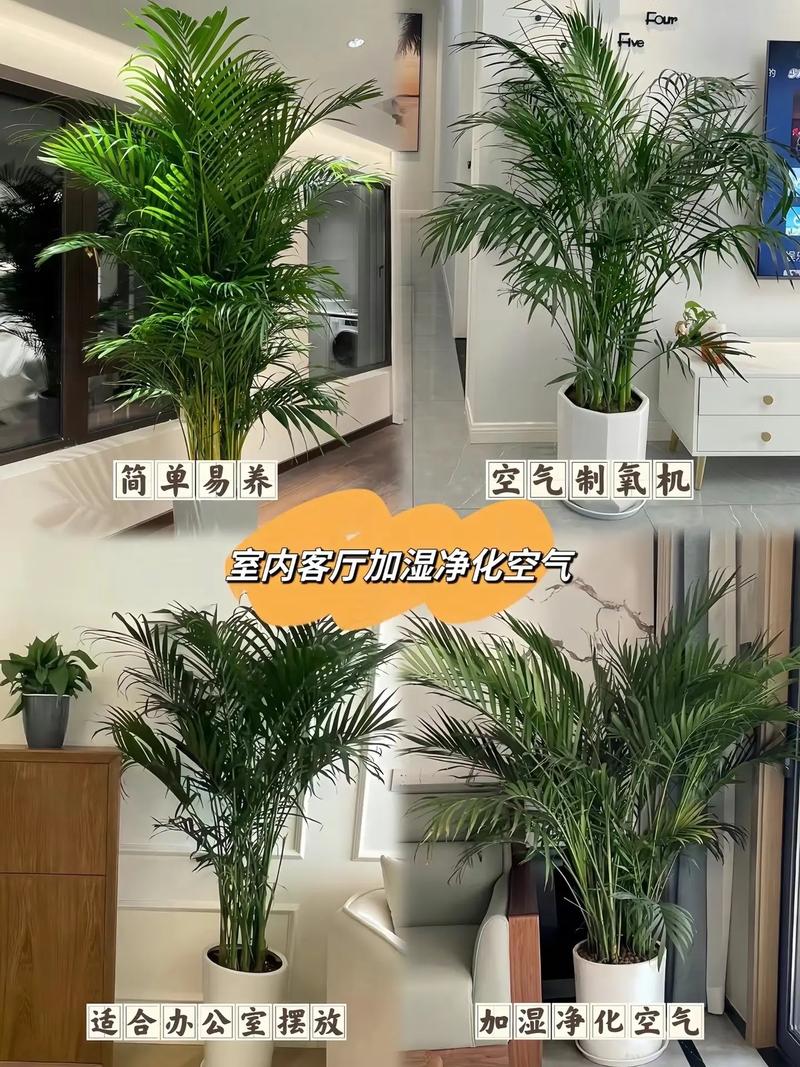 凤尾竹怎么繁殖，凤尾竹怎么繁殖视频？-第3张图片-优品飞百科