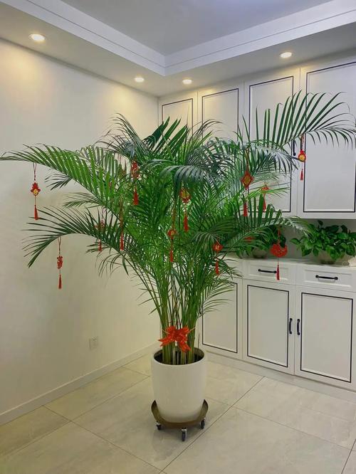 凤尾竹怎么繁殖，凤尾竹怎么繁殖视频？-第4张图片-优品飞百科