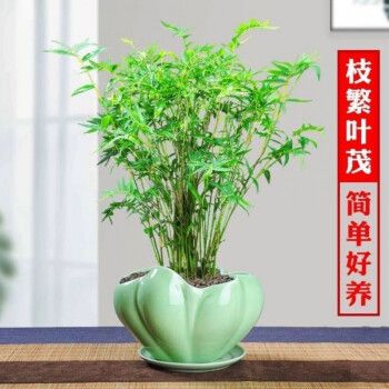 凤尾竹怎么繁殖，凤尾竹怎么繁殖视频？-第6张图片-优品飞百科