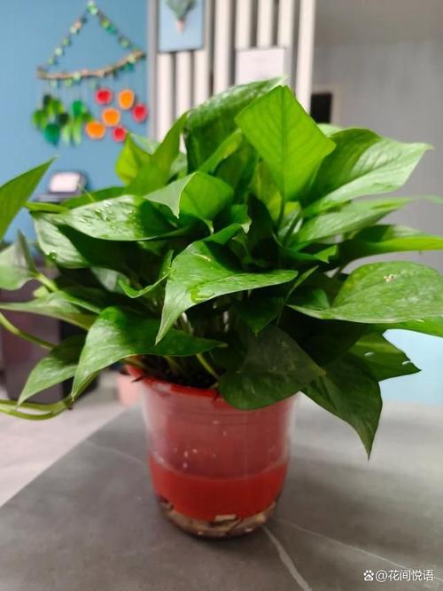 绿萝叶子能用啤酒擦吗？绿萝的叶子可以用啤酒擦拭吗？