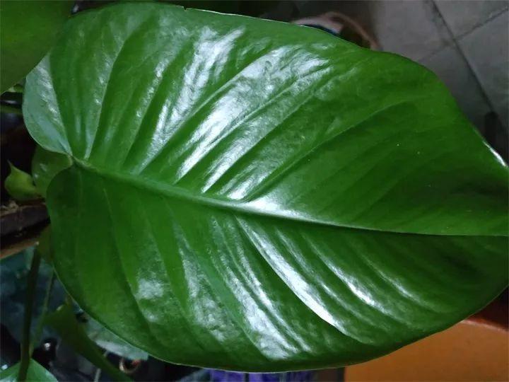 绿萝叶子能用啤酒擦吗？绿萝的叶子可以用啤酒擦拭吗？-第3张图片-优品飞百科